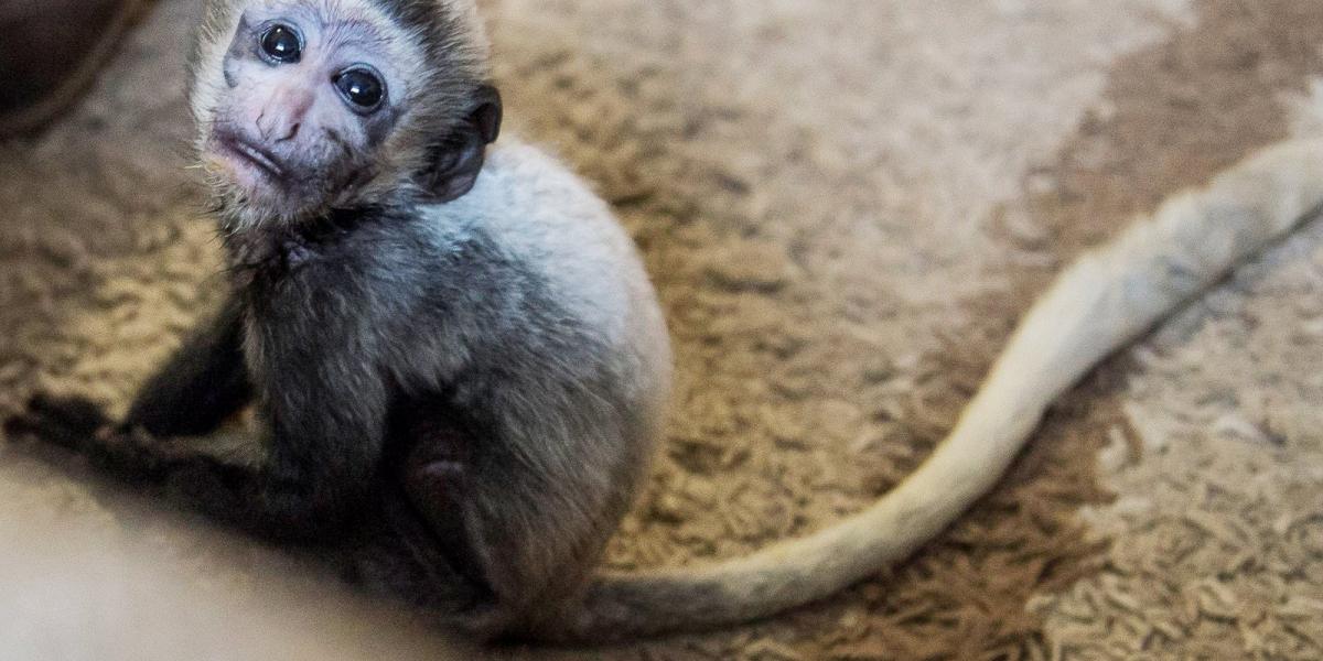 MTI Fotó: Bodnár Boglárka