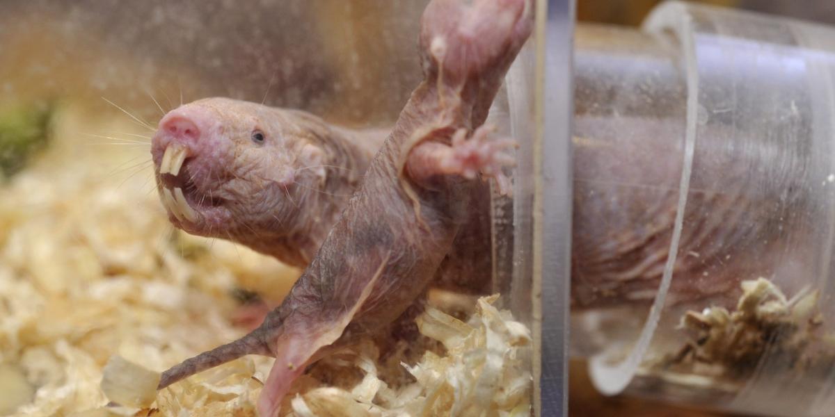 MTI Fotó: Kovács Attila