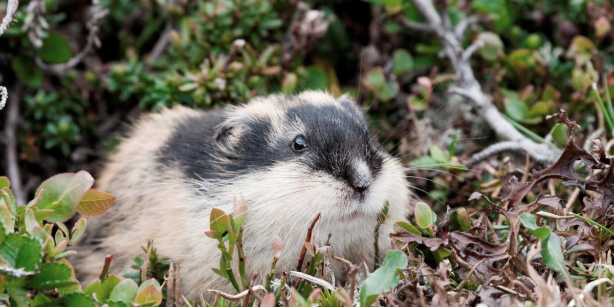 Thinkstock illusztrációk