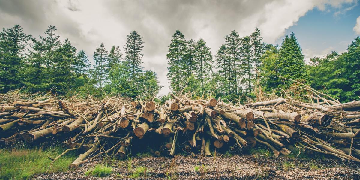 A tarvágás az egyik neuralgikus pont a jogszabályban FOTÓ: THINKSTOCK