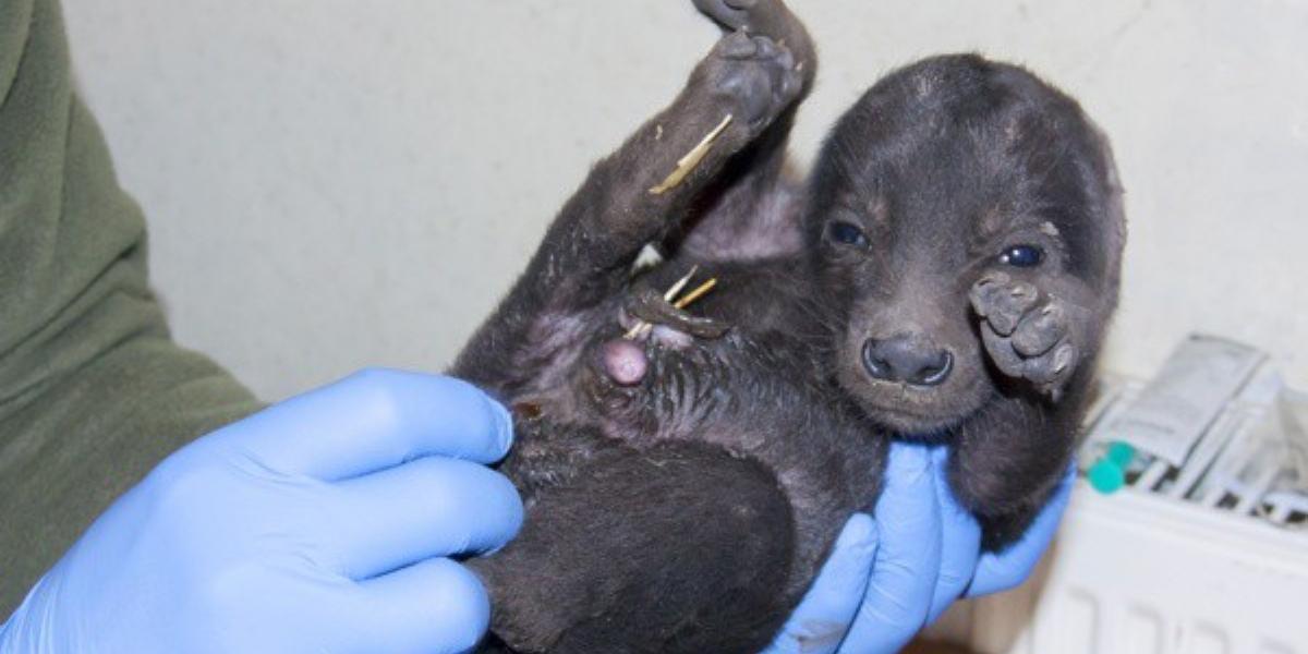 Fotó: Szegedi Vadaspark/Facebook/Endrédi Lajos