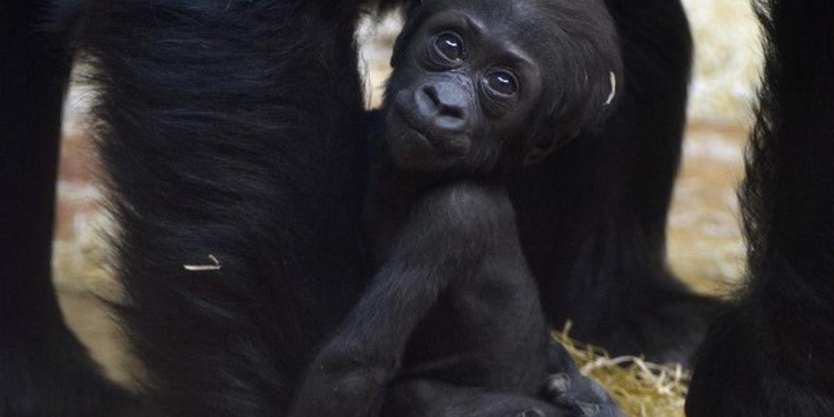 Fotó: Budapest Zoo