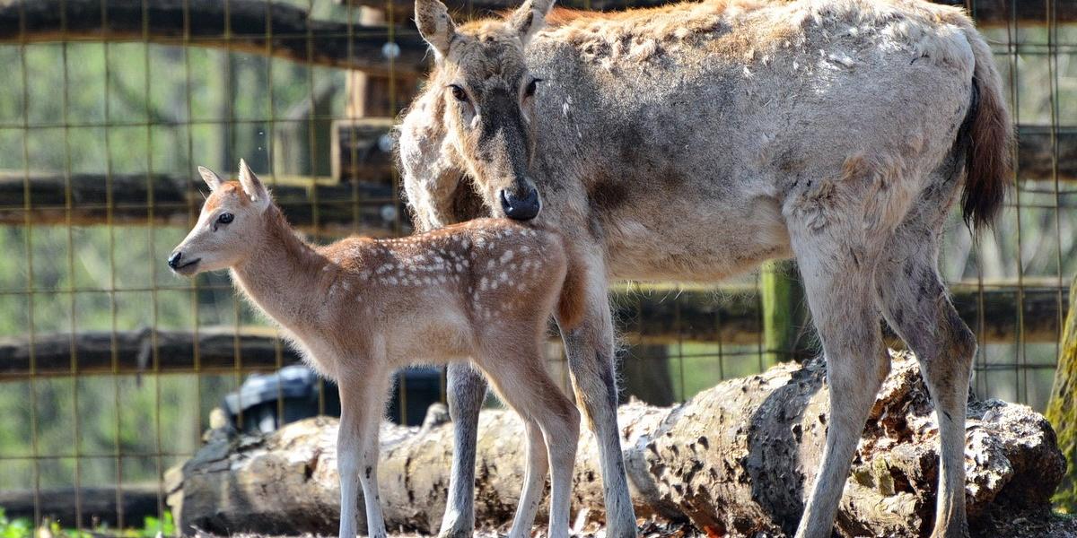 Illusztráció: Miskolci Állatkert és Kultúrpark