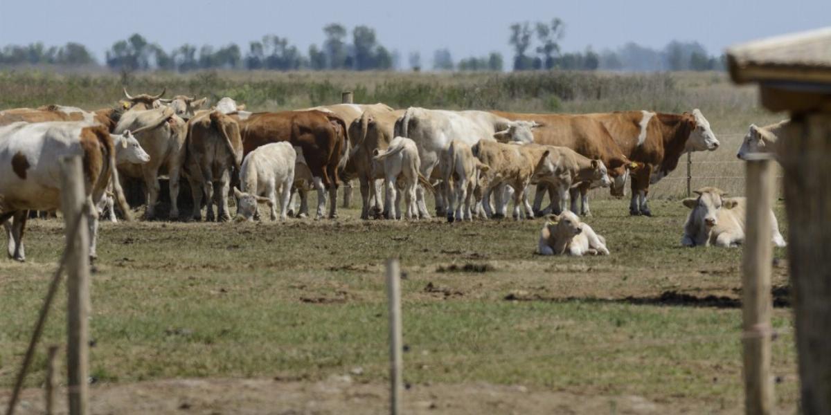 A szarvasmarhatelep Tiszafüred-Kócsújfalu közelében FOTÓ: MTI/CZEGLÉDI ZSOLT