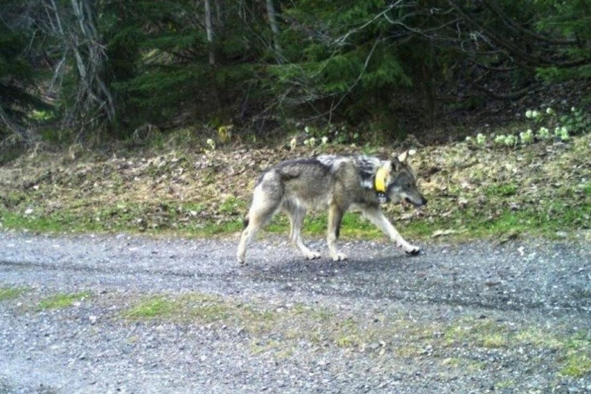 Szatírikus írás terjed a Facebookon arról, hogy szánhúzó kutyának nézte a vadász a kilőtt svájci farkast