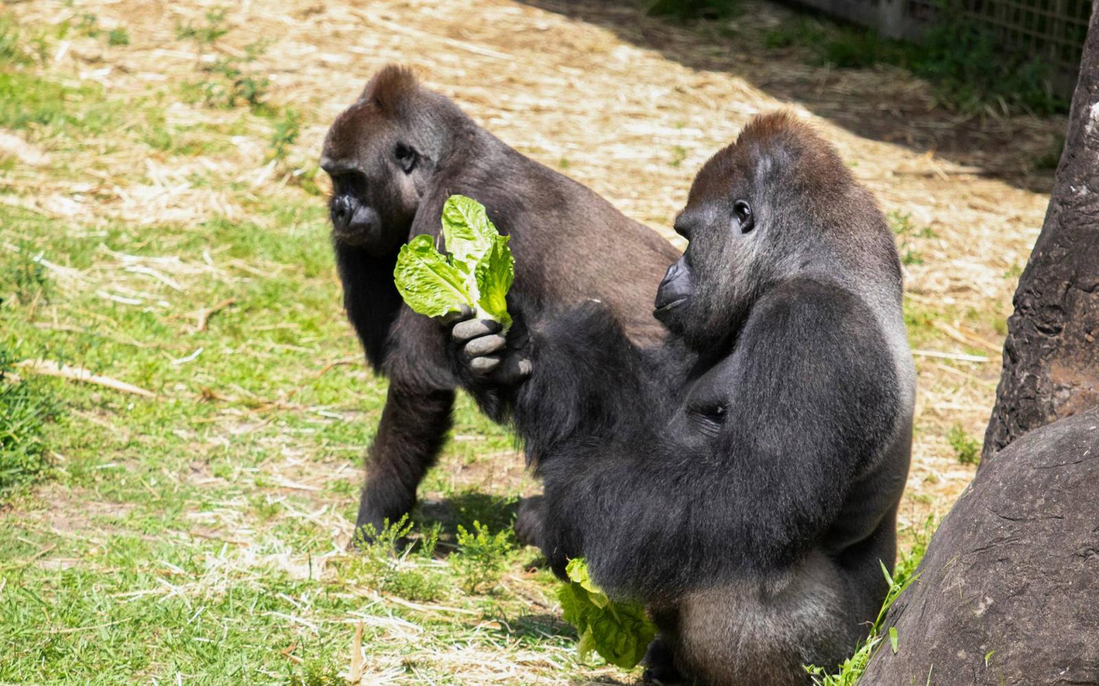 Nepszava Az Anyasagra Tanitjak A New Orleans I Allatkert Gorillajat