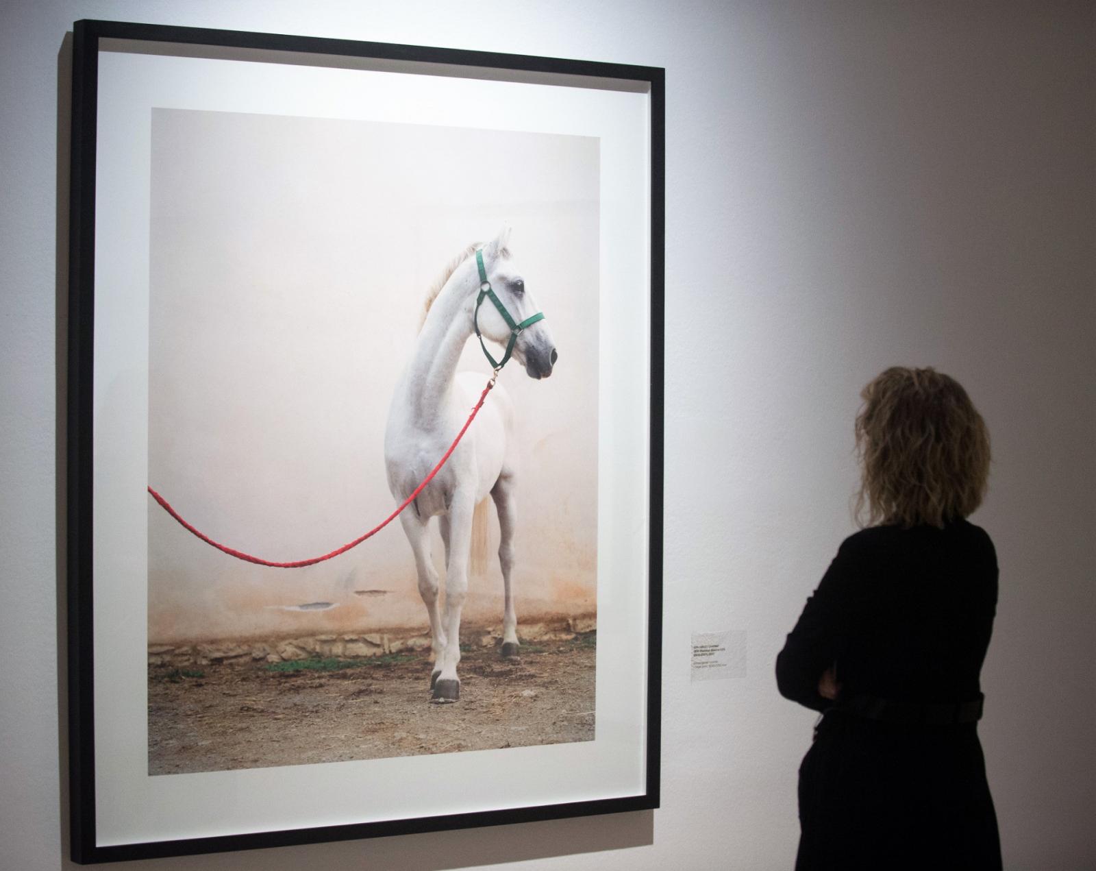 A lipicai méneket bemutató fotósorozat az erőt ábrázolja