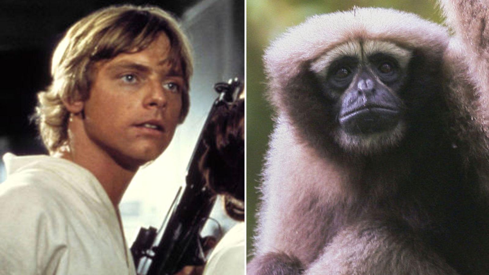 Luke Skywalker (Mark Hamill) és a Skywalker gibbon (Hoolock tianxing)