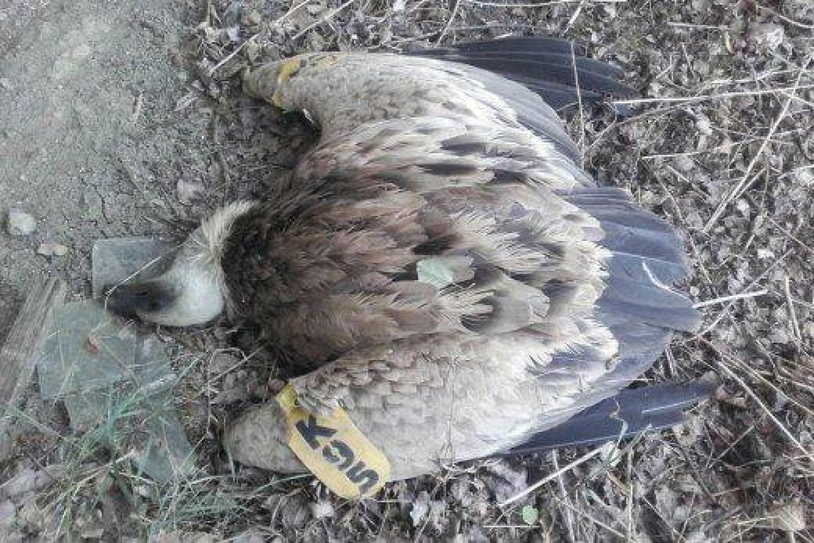 Áramütés következtében elpusztult bolgár jelölésű fakó keselyű