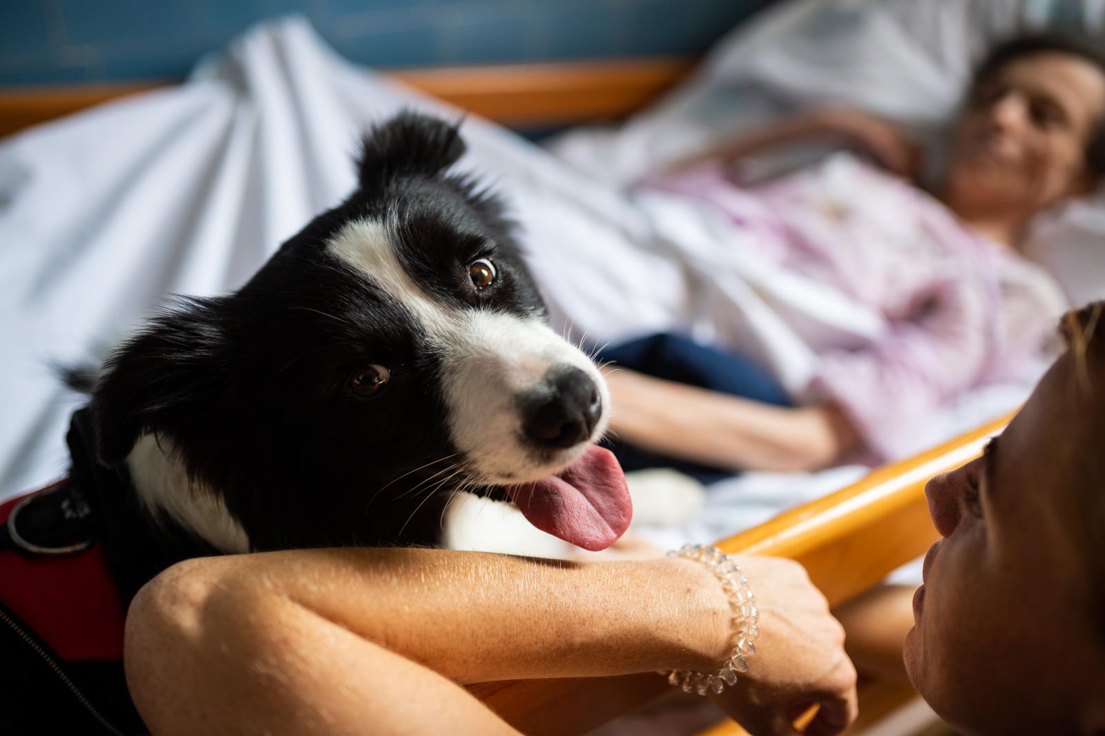 Terápiás kutya hospice kórházban