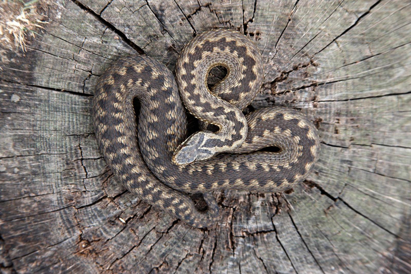 Keresztes vipera