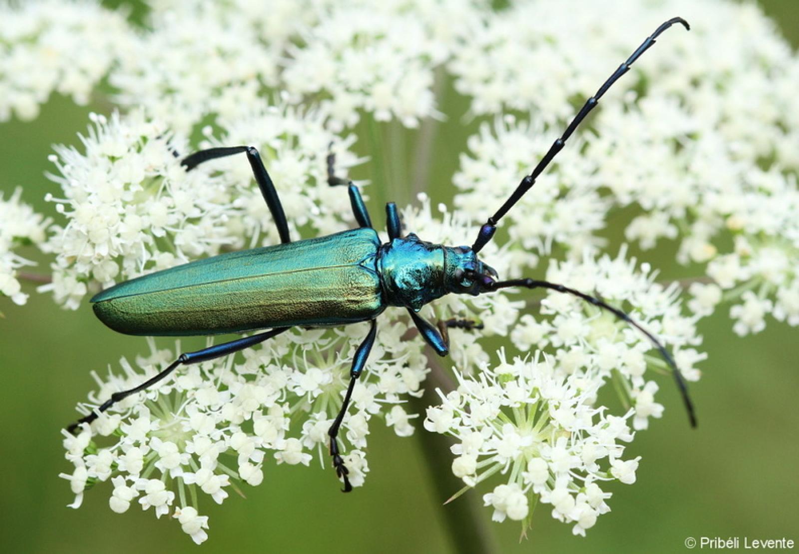 Nyolcpontos cincér (Saperda octopunctata)