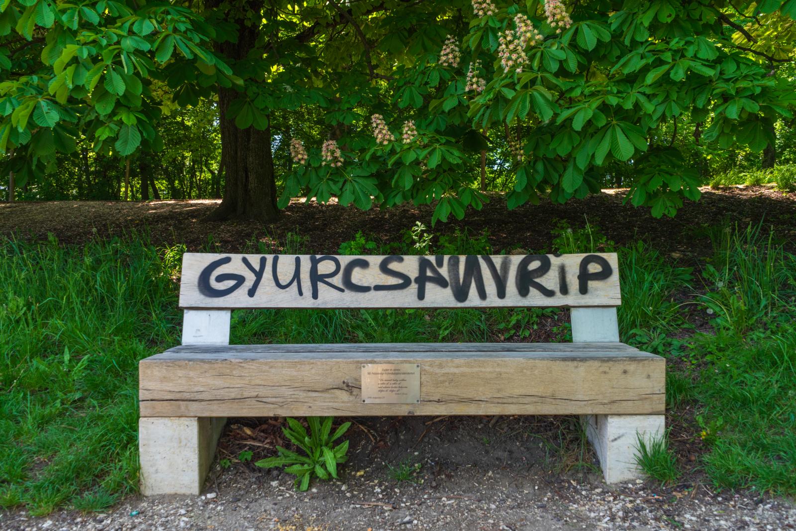 Friss firka a Normafa egyik padján.