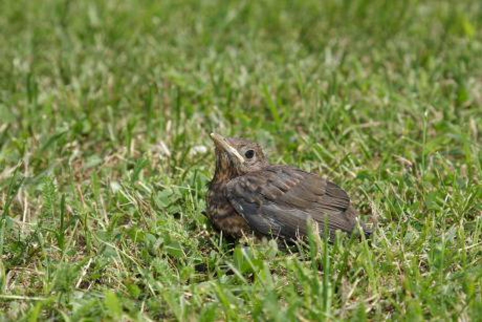 Feketerigó a fűben