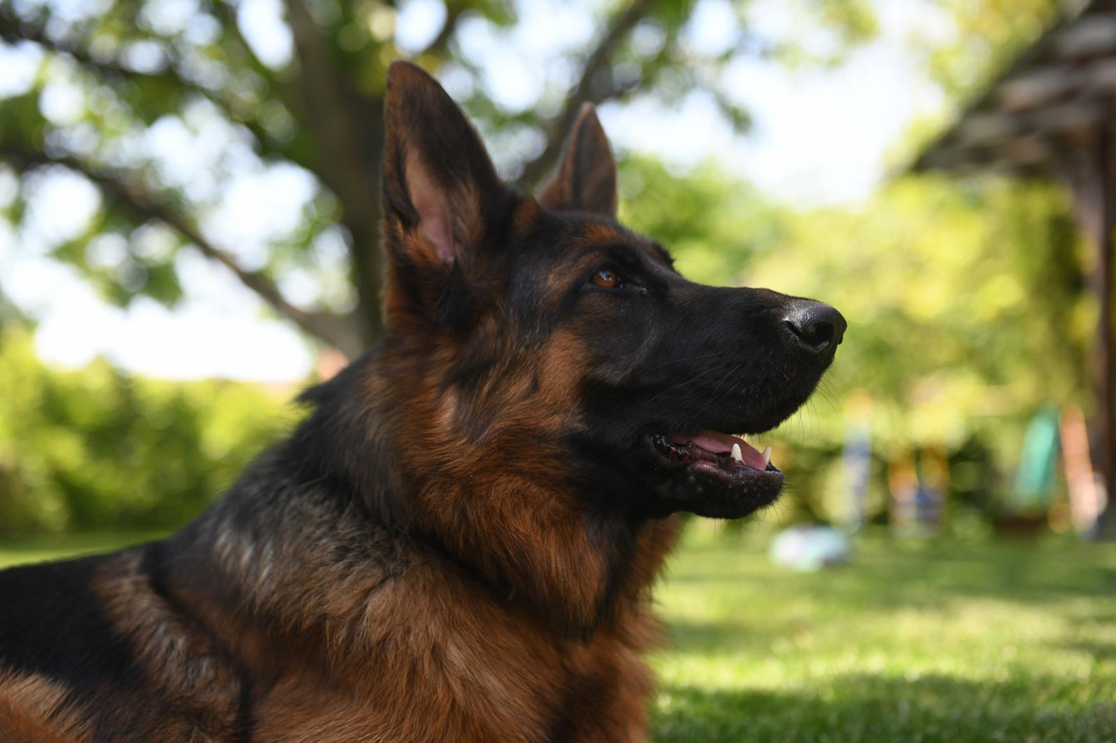 A háromlábú Frida felbukkanása felforgatta az őt befogadó család mindennapjait