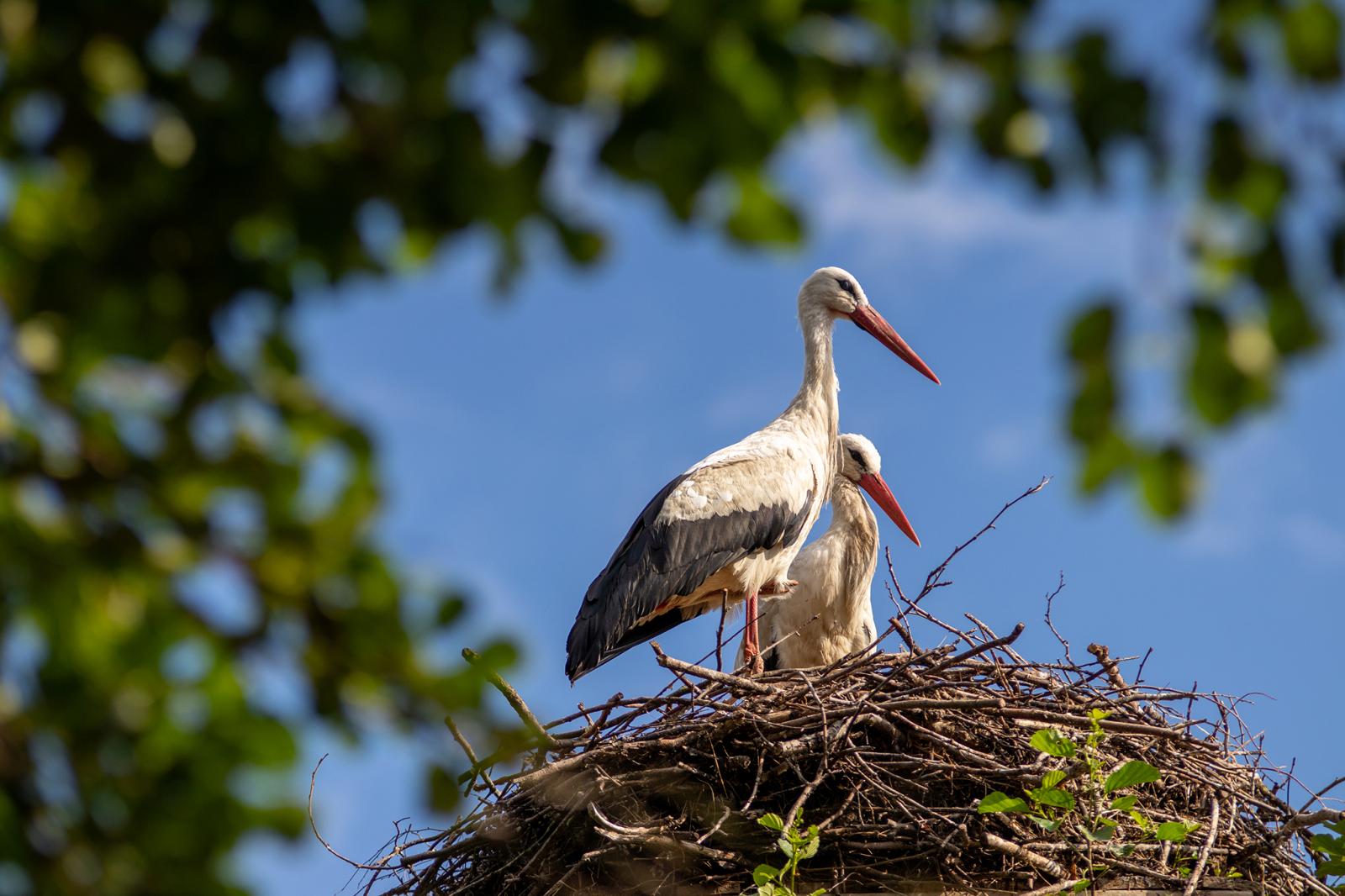 Képünk illusztráció
