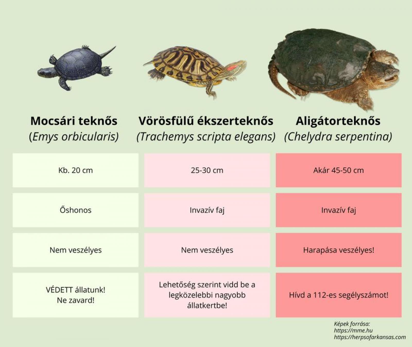 Az aligátorteknős sokkal nagyobb és veszélyesebb, mint más, hazánkban előforduló teknősfajok