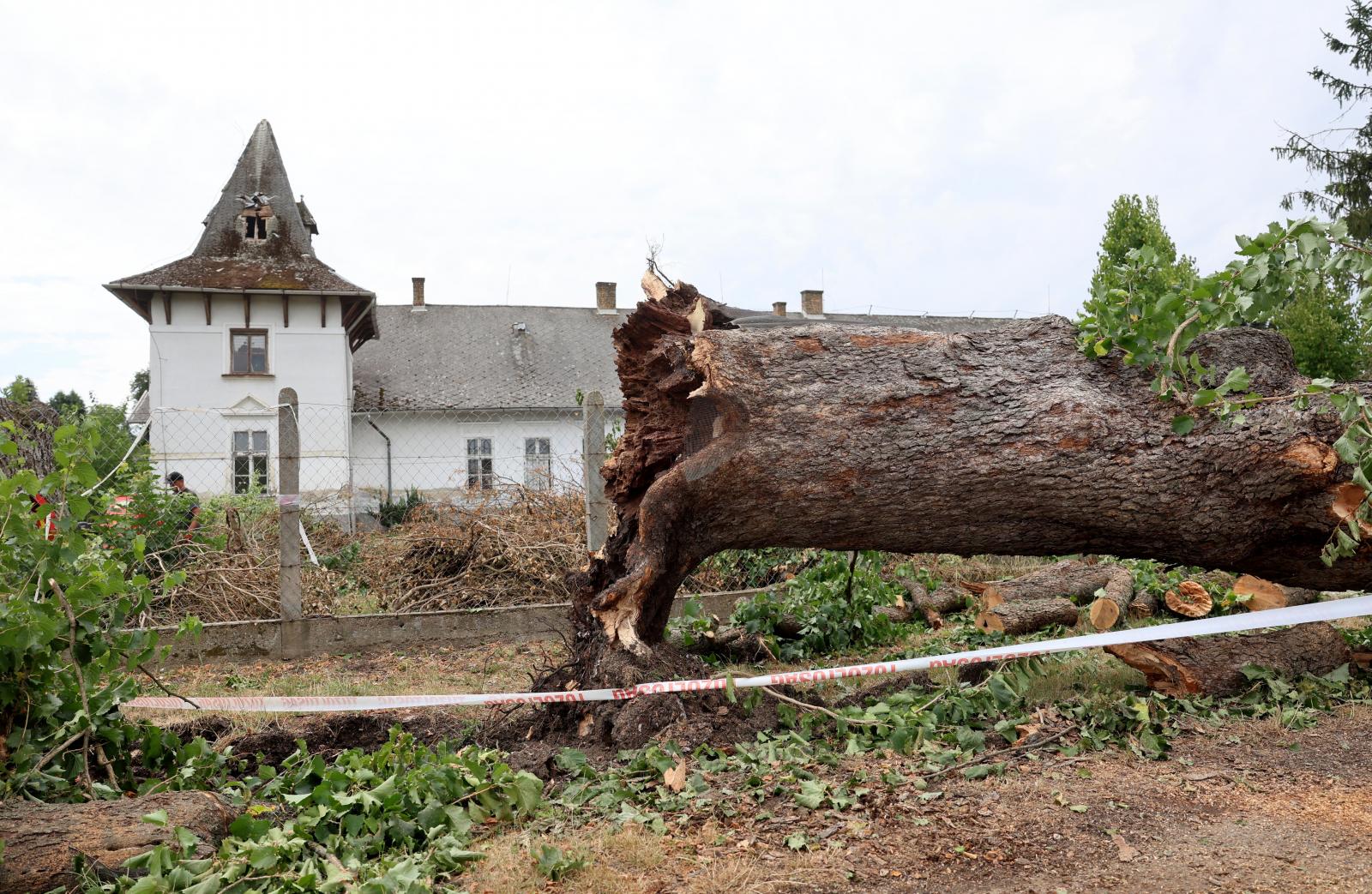 Az előző napi viharban kidőlt törökmogyoró-fa a Borsod-Abaúj-Zemplén vármegyei Sajóörösön