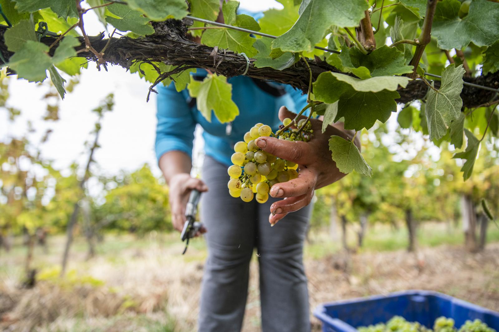 A fehérbor felé tolódik a fogyasztás, ez az ültetvényeken is látszik már
