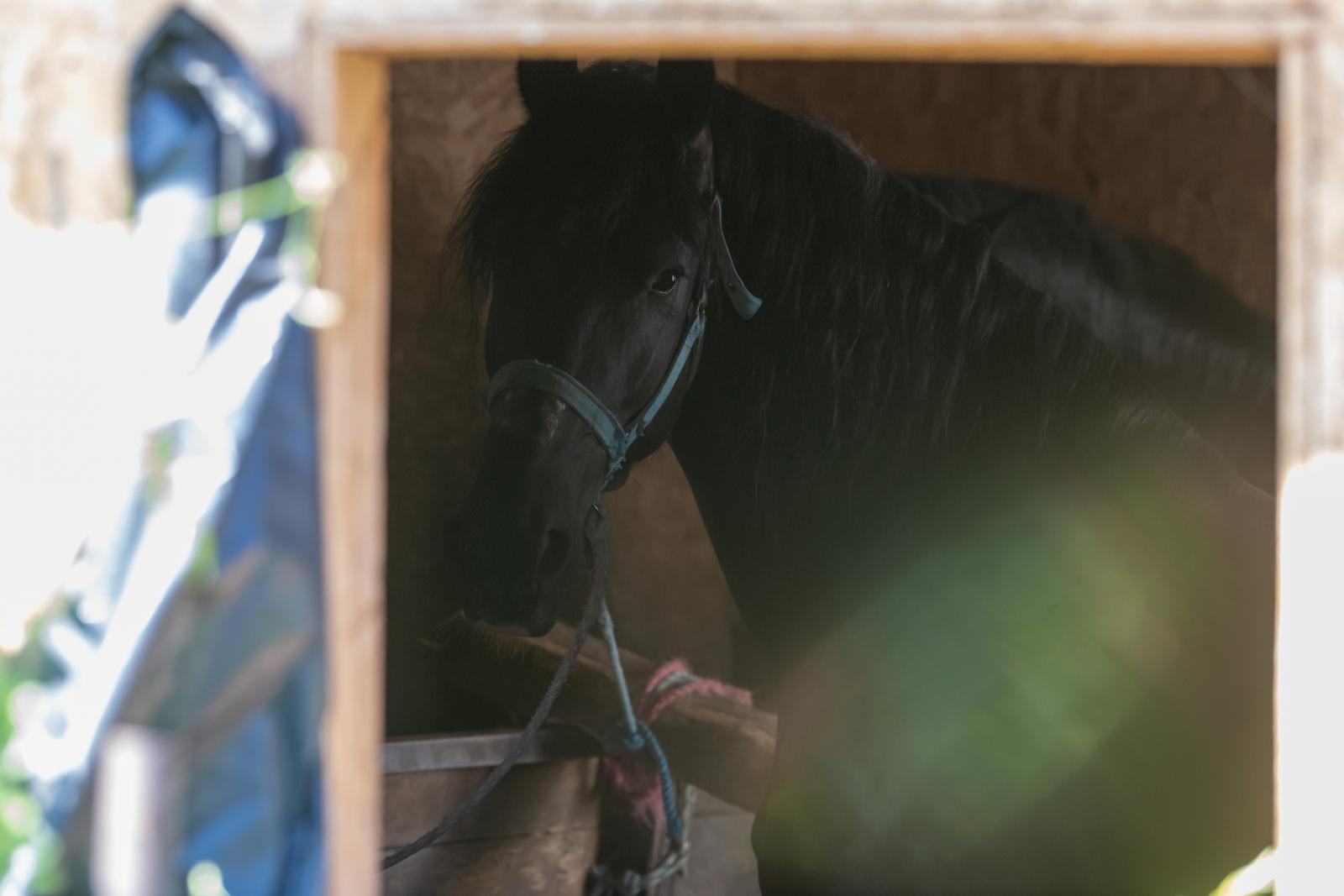Az istálló préselt farostlapokból készült, így minden kihallatszik