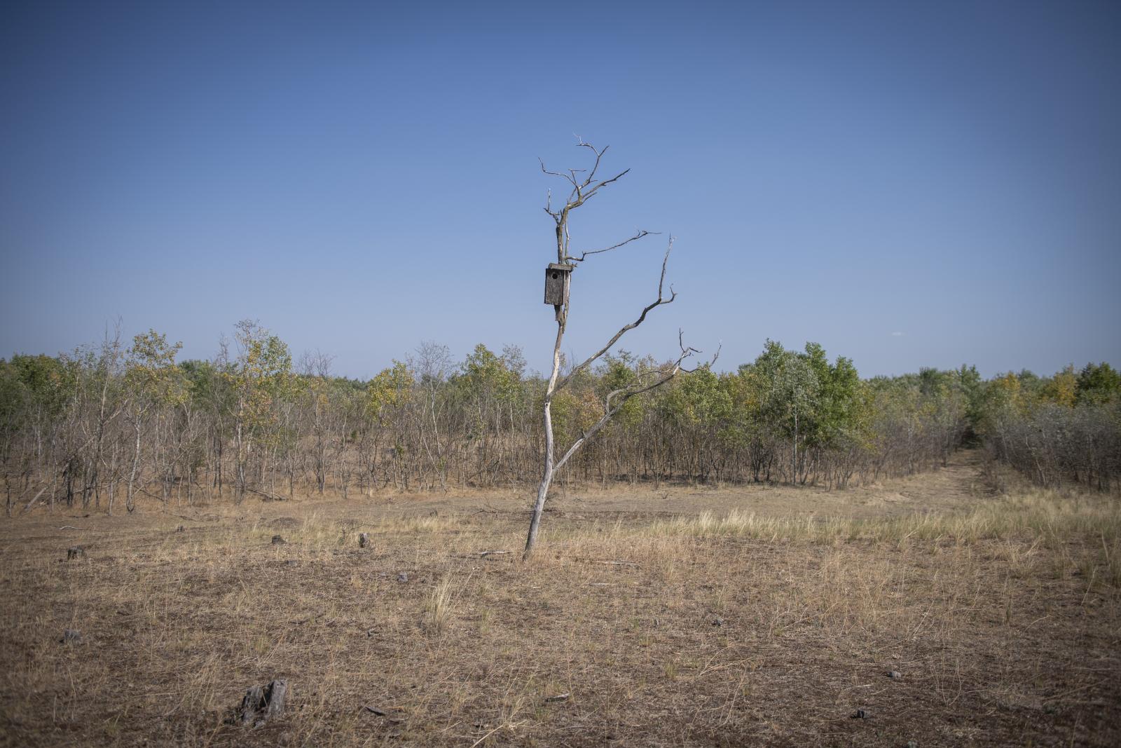 Tájkép az ország legszárazabb részén, az immáron félsivataggá vált Homokhátságon