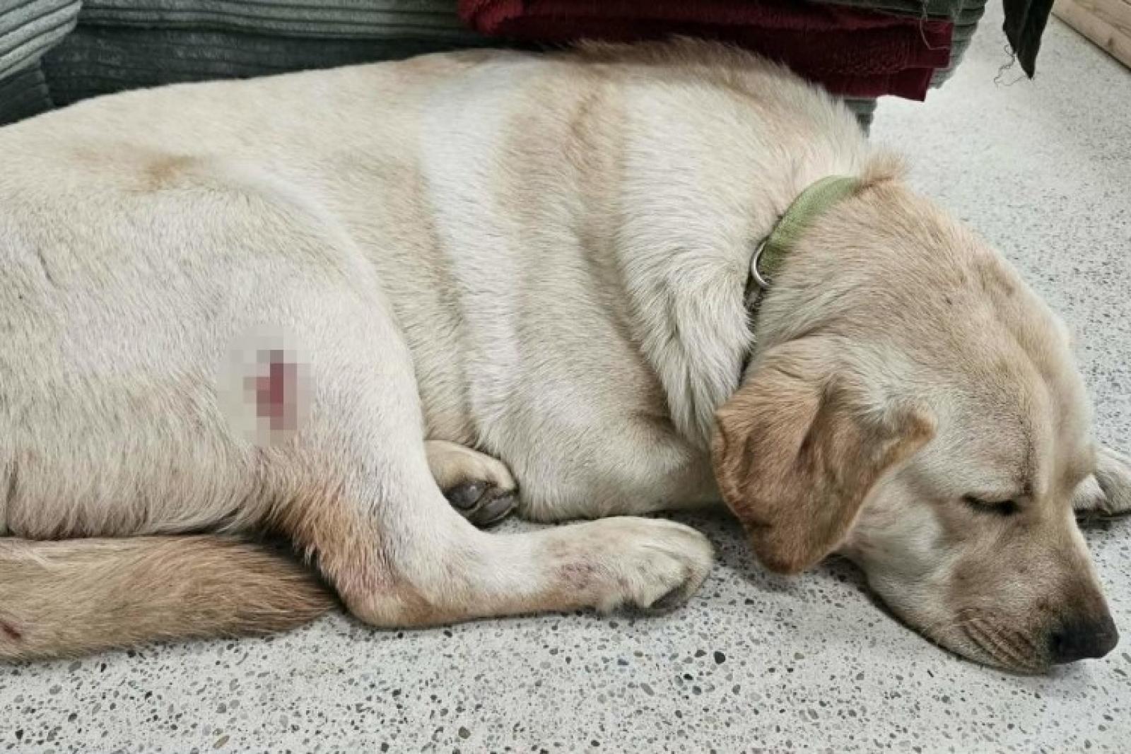 Labrador kölyökkutyára lőtt rá egy férfi a Balaton-felvidéken