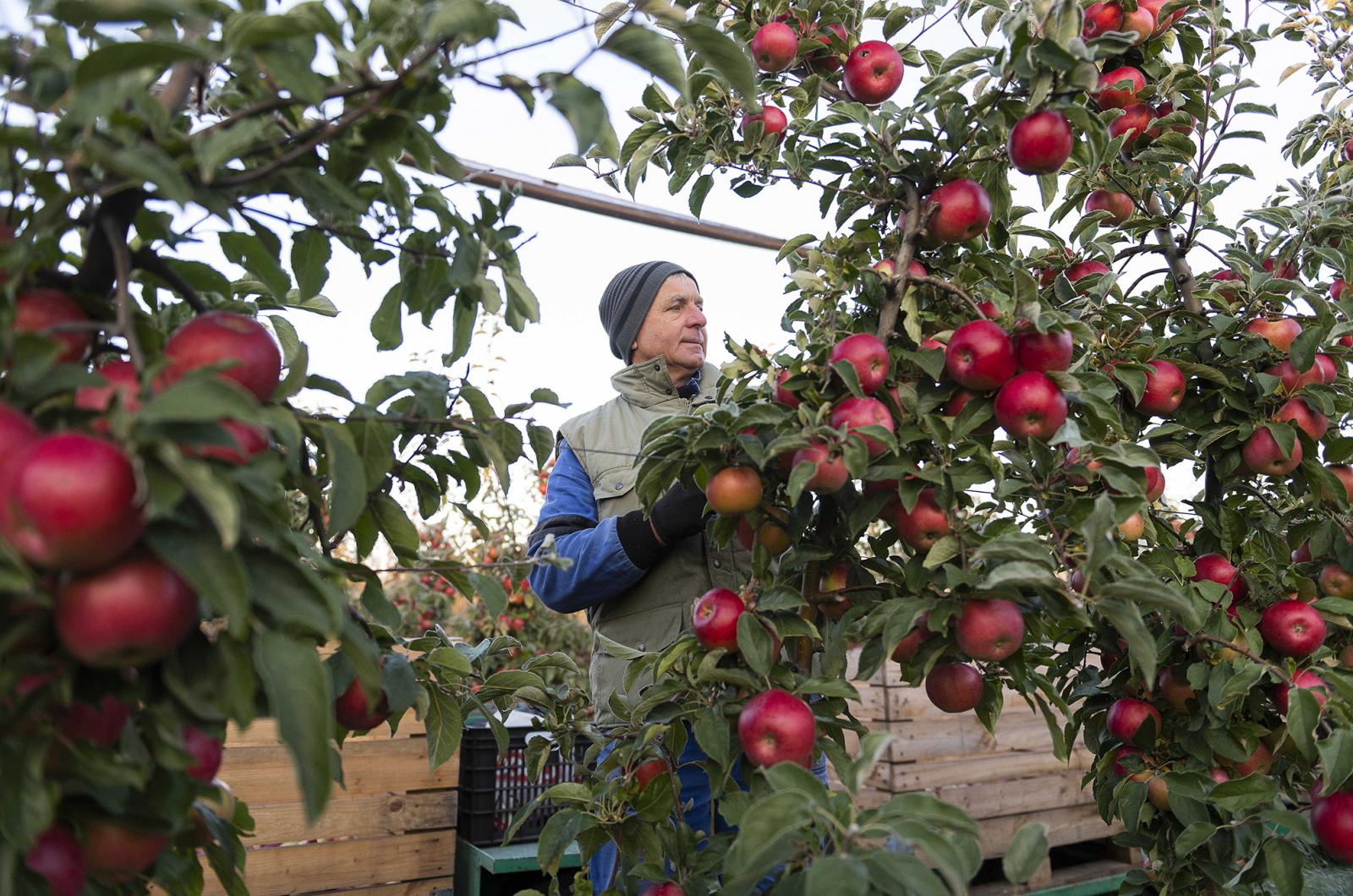 Katasztrofális évet zártak a magyar gyümölcstermesztők, ha ez jövőre megismétlődik, gazdák tömege hagyhatja abba a munkát