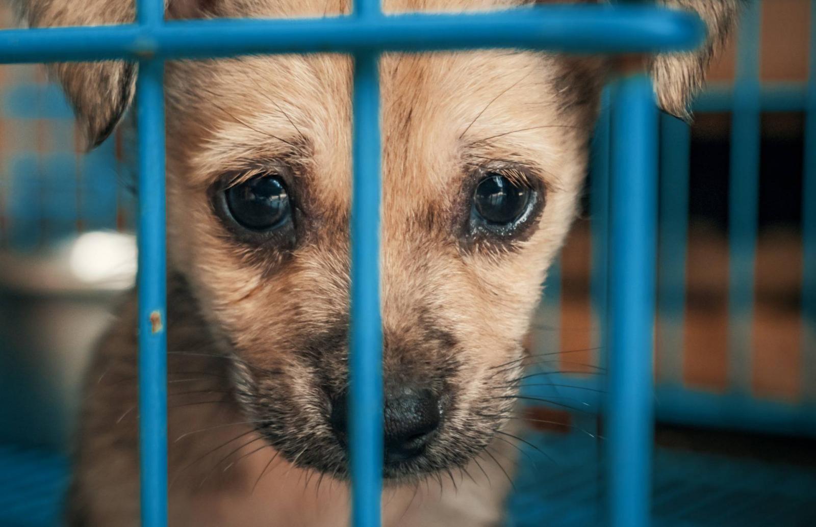 Állatvédelmi őrséggel, akár tíz évig terjedő börtönbüntetéssel rettentené el az állatkínzókat a Demokratikus Koalíció