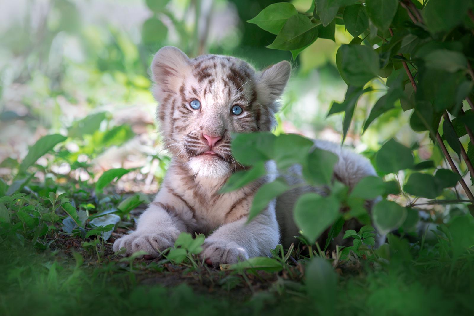 Látogatók által eldobott műanyag csomagolás miatt pusztult el egy fehér tigriskölyök Romániában