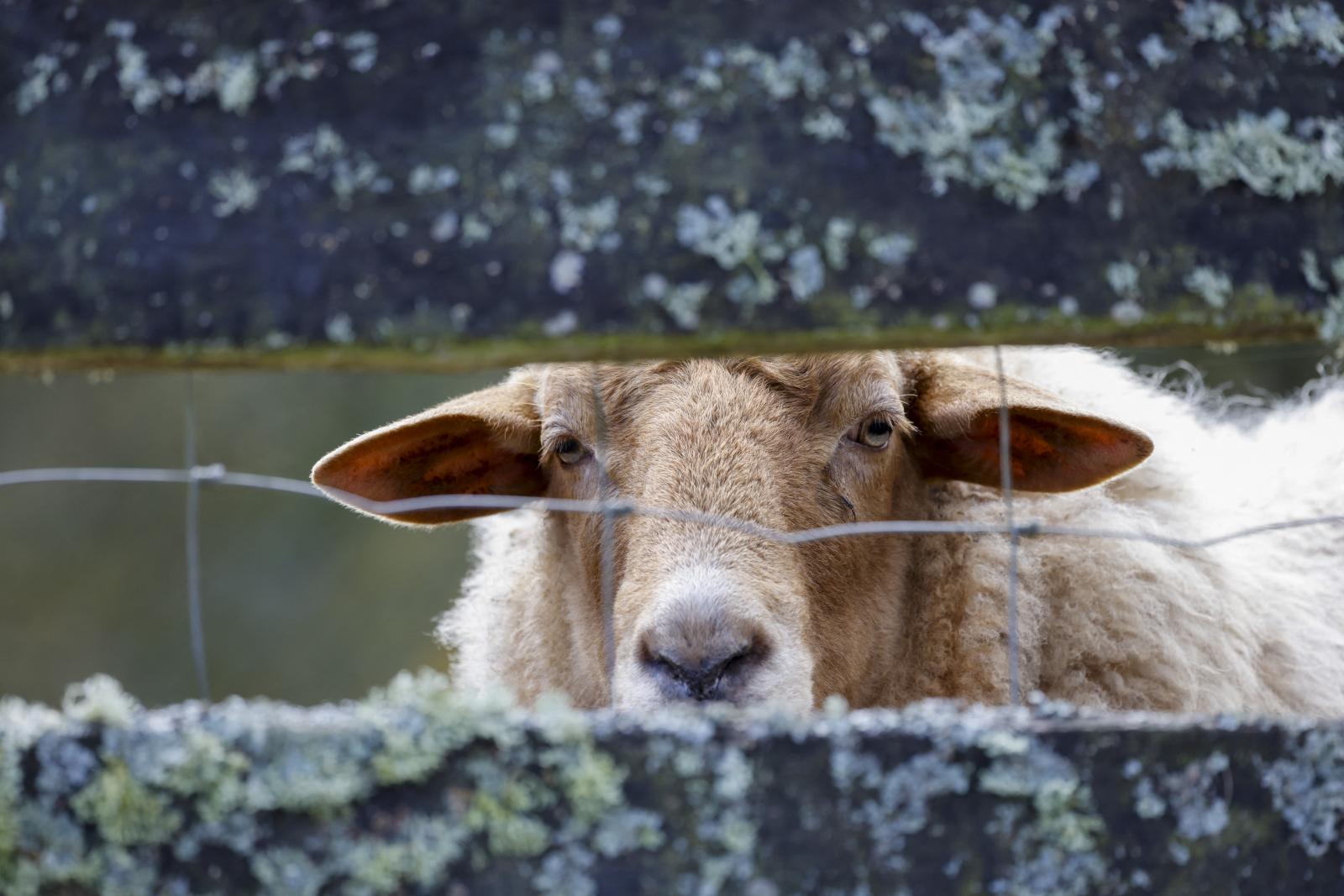 Ötven szomjas birka berontott egy bajorországi Penny Marketbe és azonnal megrohamozta az italpultot