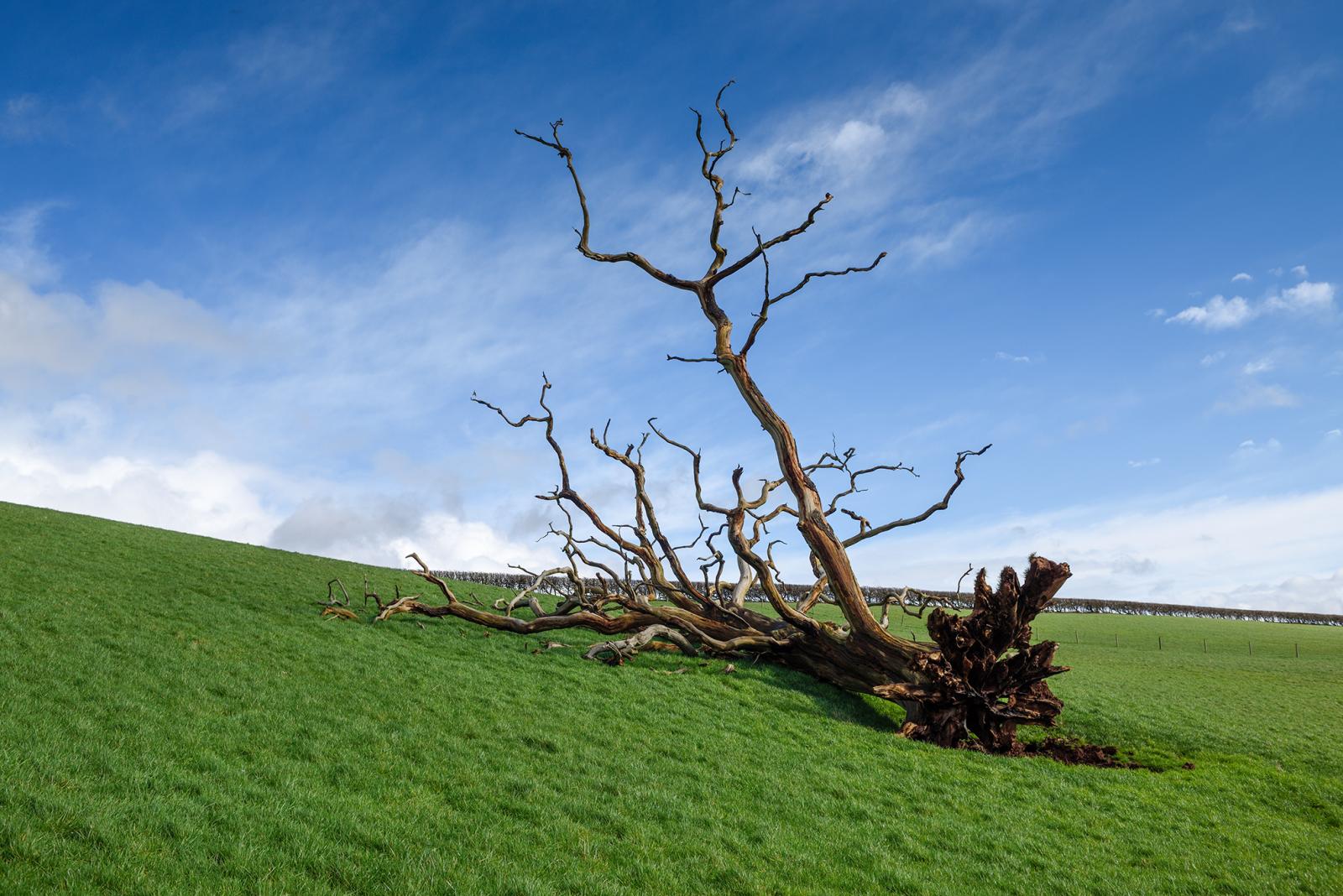 Patak Márta: A végsőkig