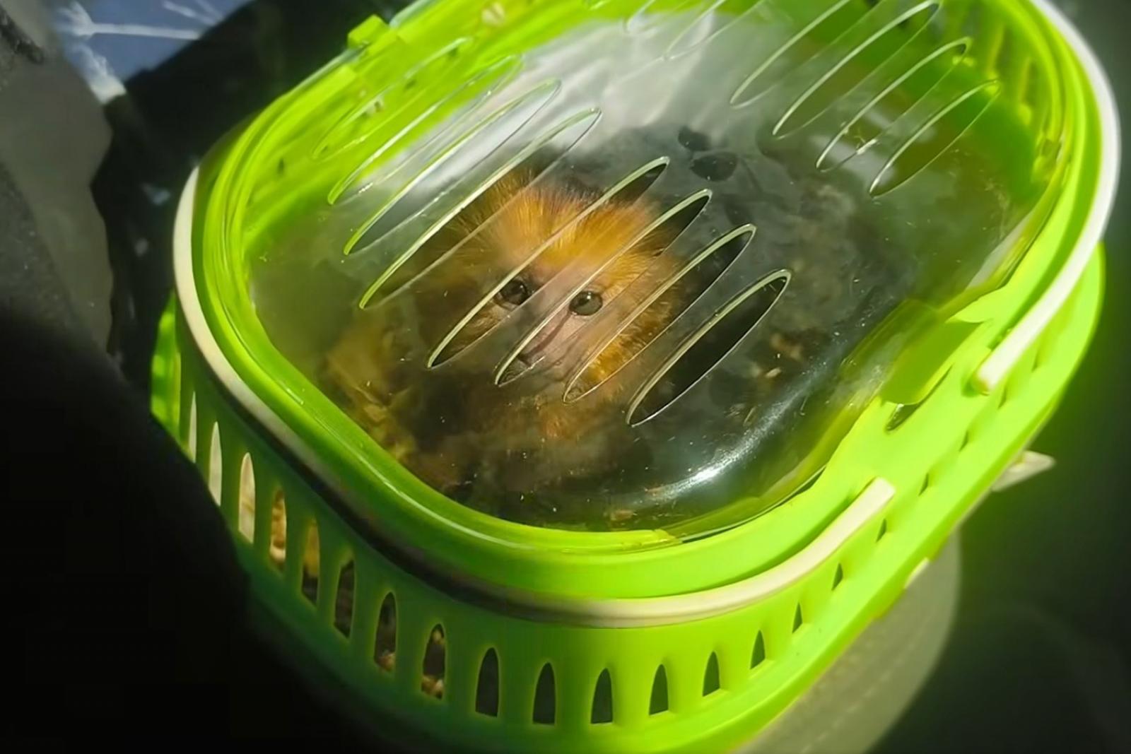 Aranyfejű oroszlánmajmot akart átcsempészni Magyarországon egy román férfi