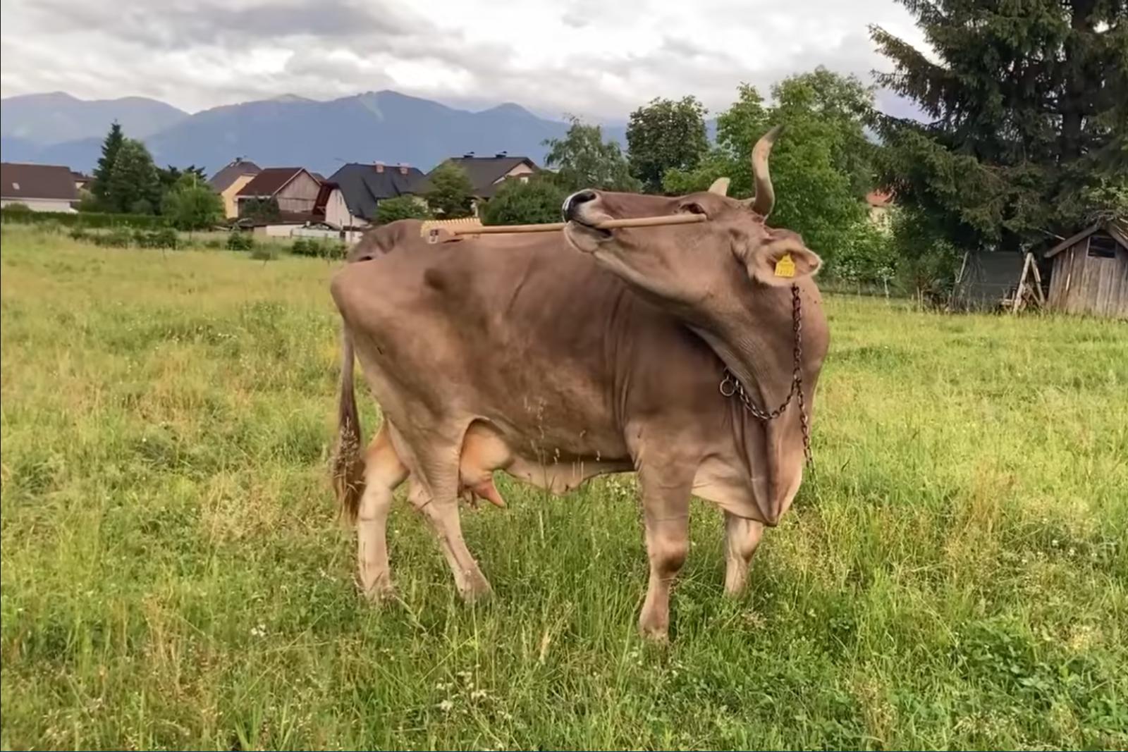 Bottal, gereblyével és seprűvel is képes vakarózni egy osztrák tehén