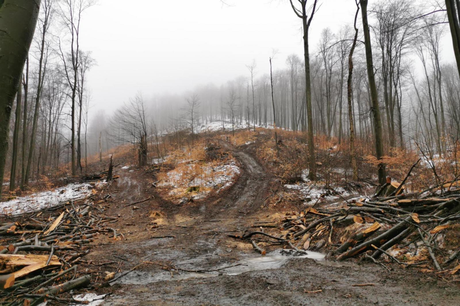 Ezer bükkfát vágtak ki a Börzsönyben, a Duna-Ipoly Nemzeti Park Igazgatósága elismerte az erdőtervezésnek nevezett fakitermelést
