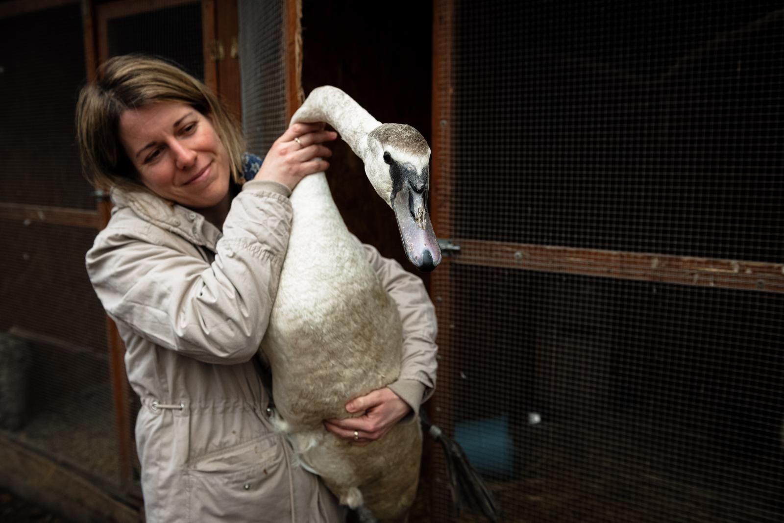 Madármentők a magyar városi vadonban