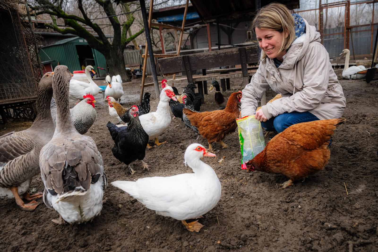 Az uhutól a tojás kora óta nevelt hattyúig – Madármentők Dunaharasztin