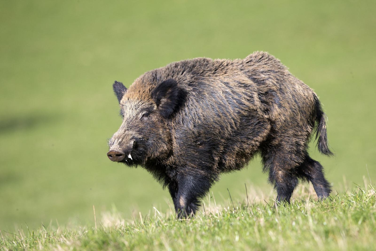 Eddig 83 vaddisznót fogtak be a Hegyvidéken
