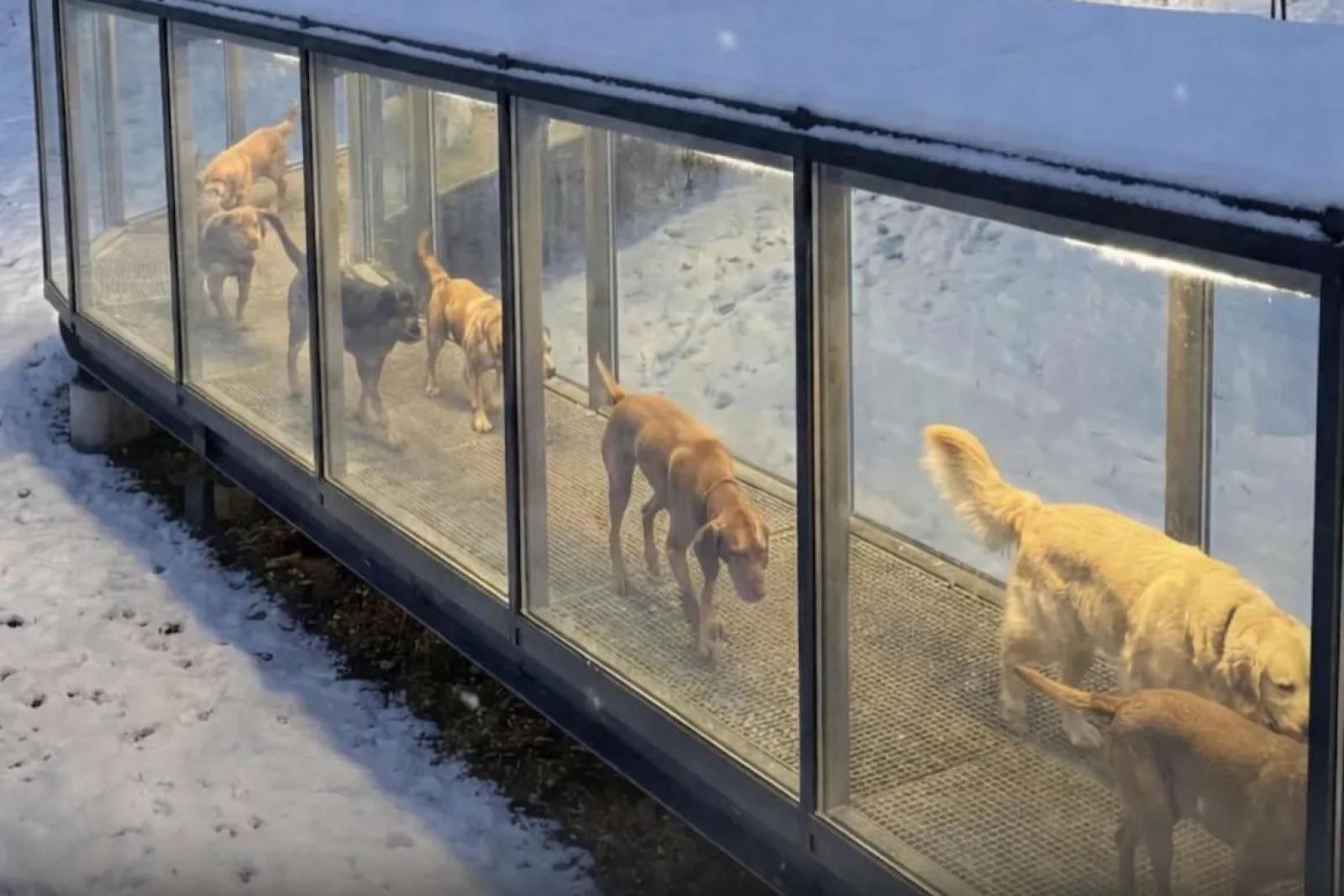 Hatalmas AI-átverés, hogy Magyarországon fűtött alagutakat építenek a kutyáknak