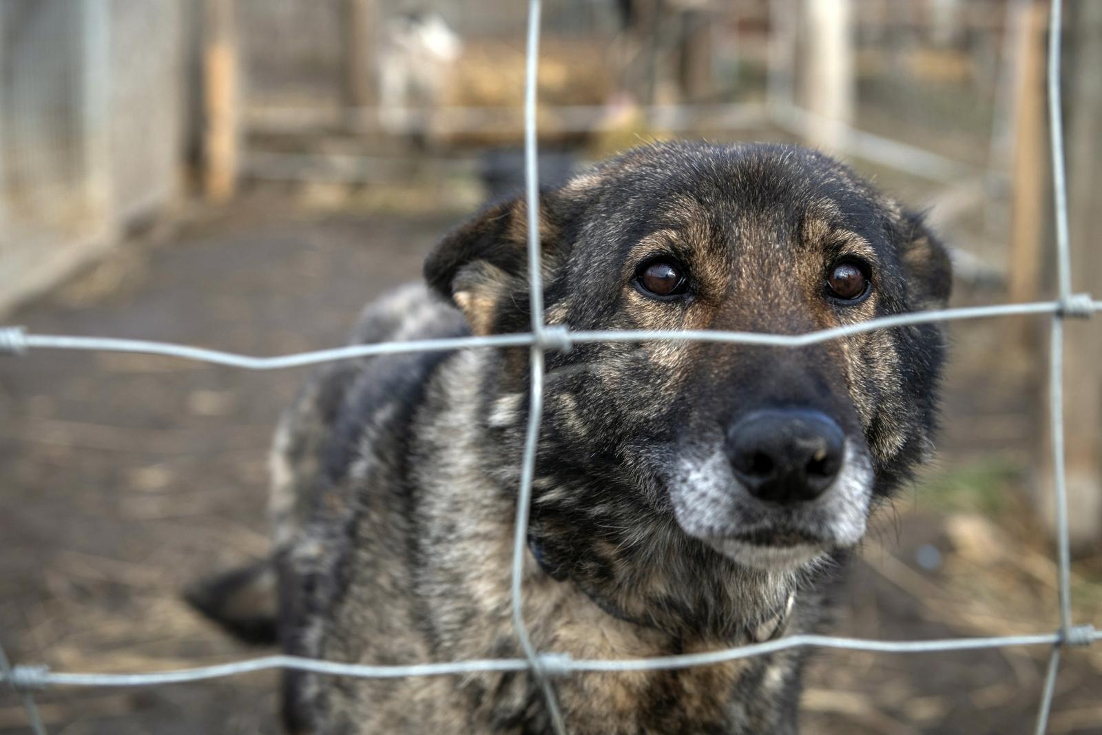 Empátia nélküli frusztrált emberek kínoznak állatokat, az internetnek köszönhetően több esetről szerzünk tudomást