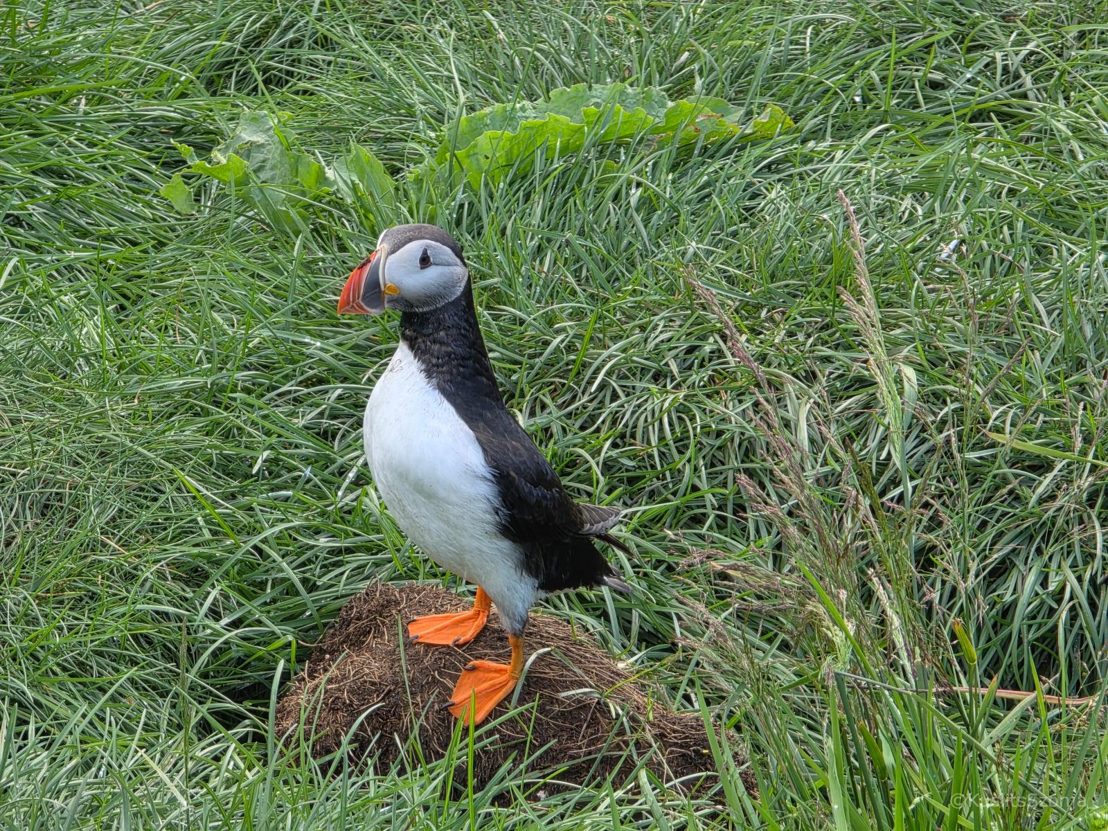 Az atlanti lundák pechjükre nem csak cukik, túl finom falatok is