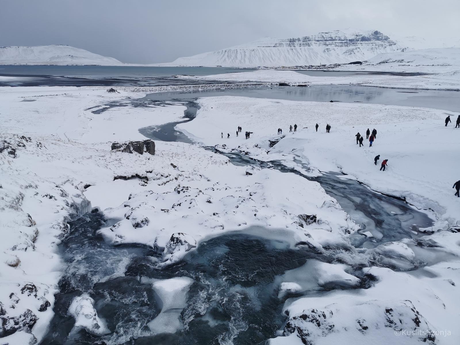 Veszélyeztetett fajok az izlandi menüsoron