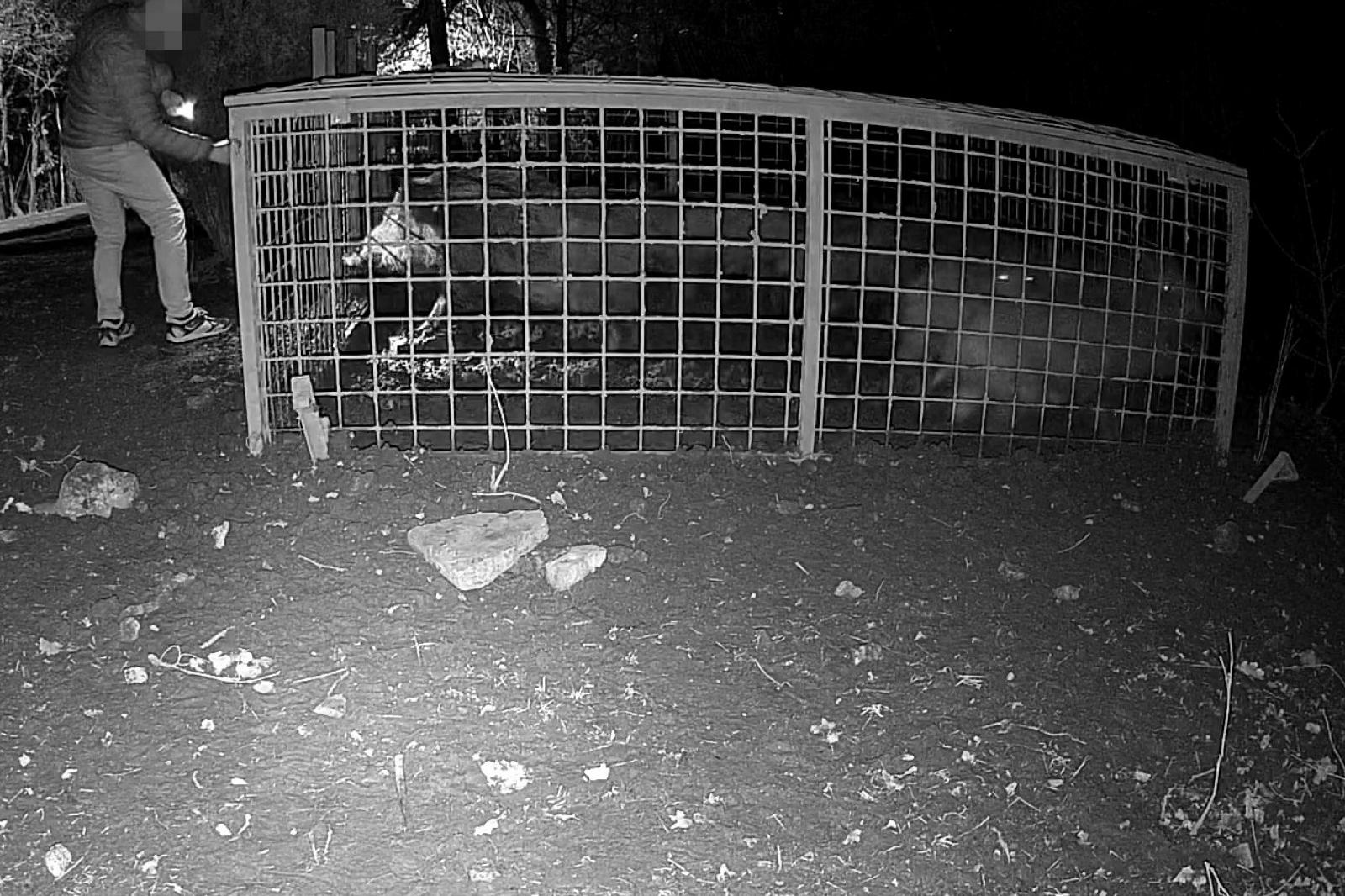 Tíz befogott vaddisznót engedtek szabadon ismeretlenek a Hegyvidéken