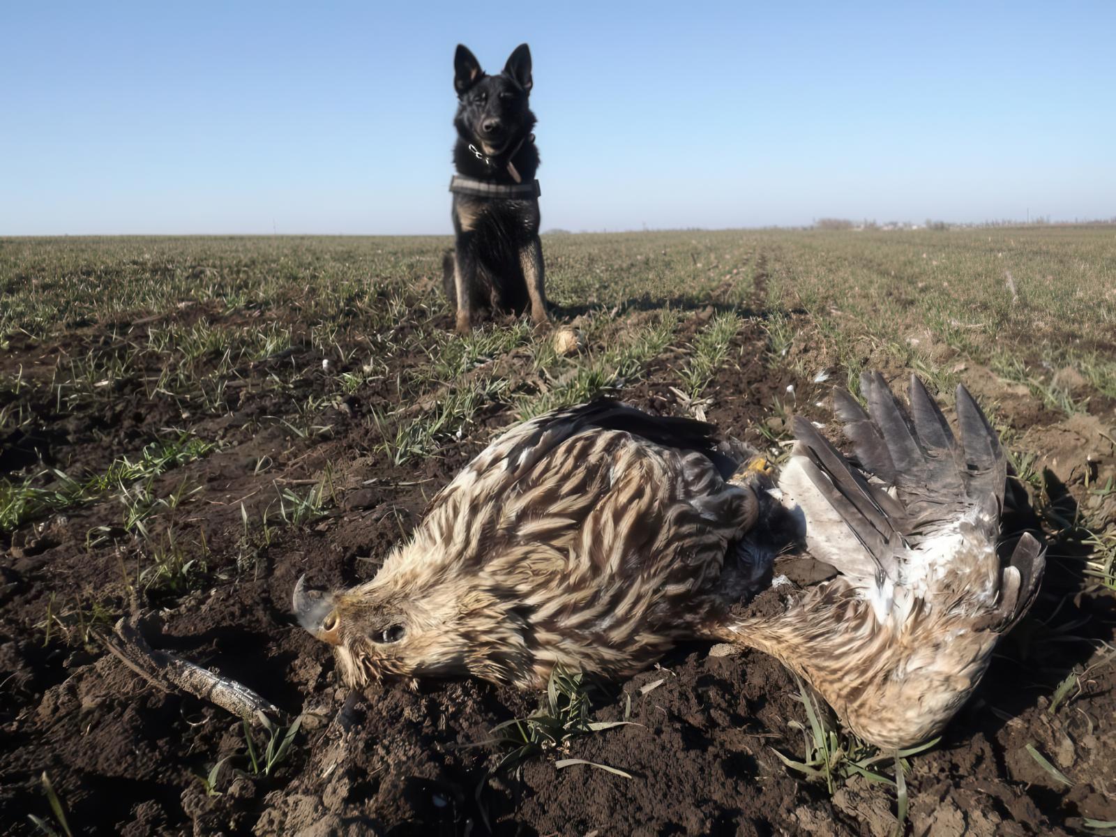 A világ nem minket szolgál – Magyarországon mintha nem értenék a természet működését, még mindig mérgezik a ragadozómadarakat