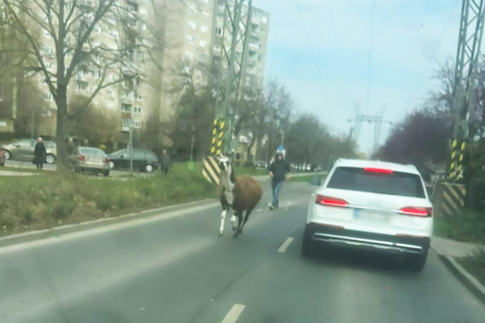 Videón, ahogy a Havanna-lakótelepen kergetnek egy elszabadult lámát
