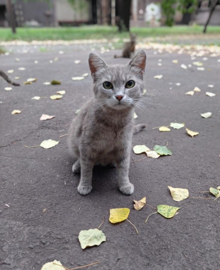 Dolgozók, civilek, vasmacskák