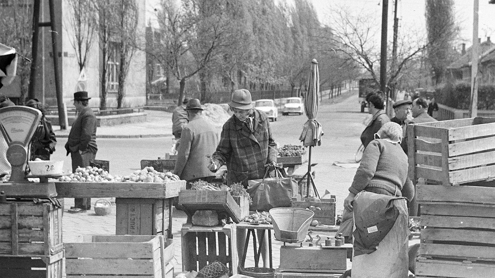 Szilágyi L. József: Káposzta