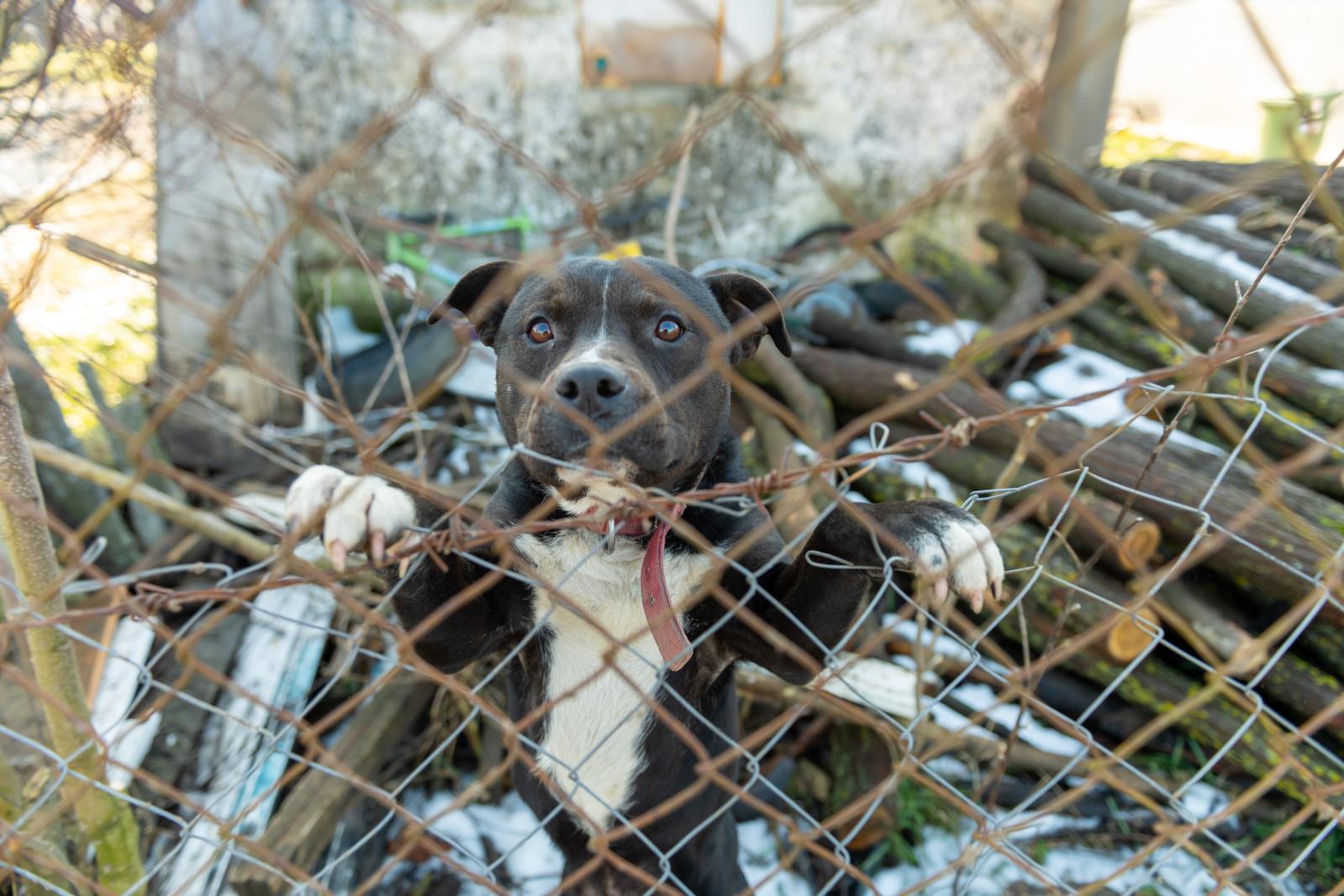 Purosz Leonidasz: Árnyék
