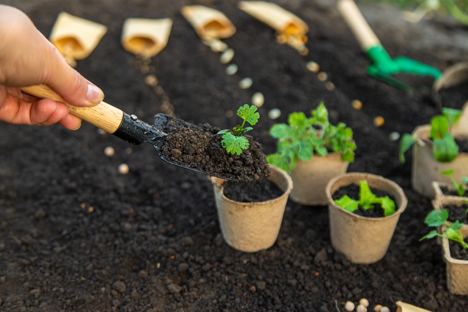 Tavaszi rajt a kertben