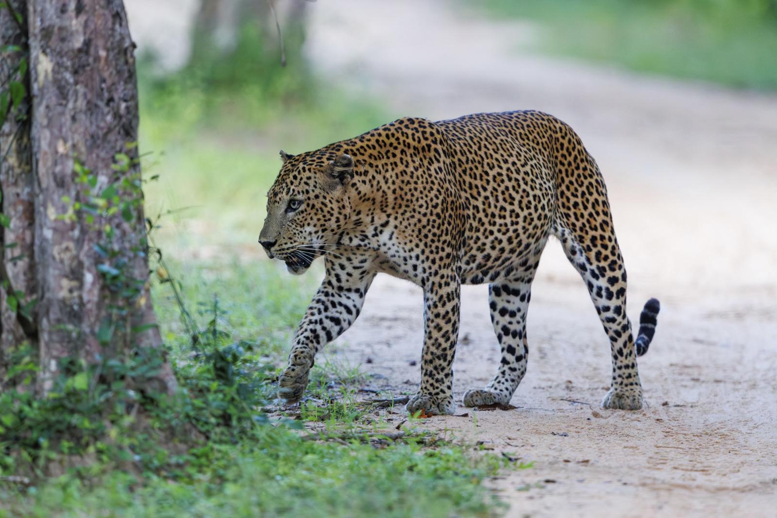 Leopárd végzett egy cseh szerzetessel Srí Lankán