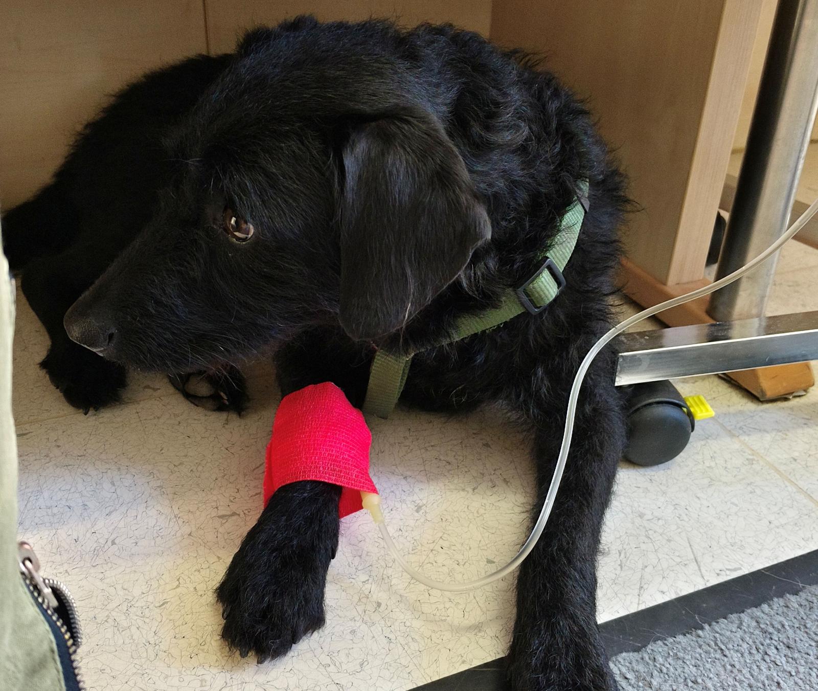 Papp Sándor Zsigmond: Kutyaszív